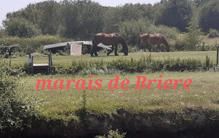 Sortie au marais de la Brière le 14 juin 2023